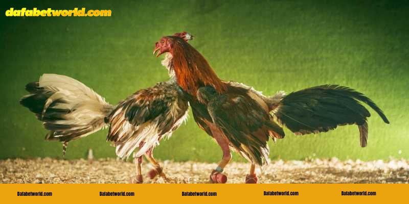 Tại sao nên chọn chiến kê có đòn đá liên hoàn cước