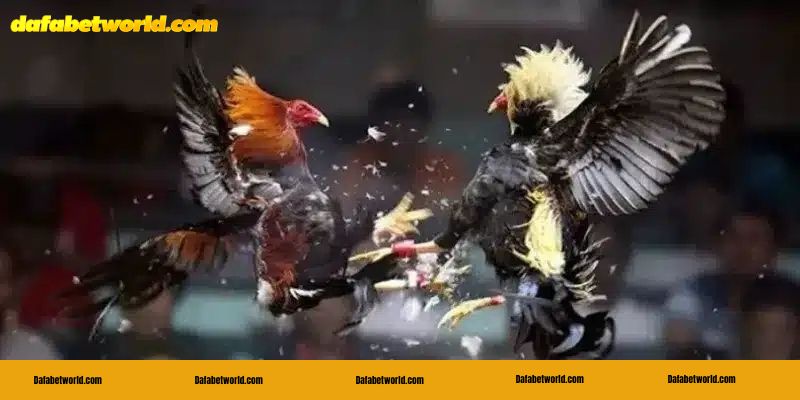 gà đá đòn độc Bí kíp nuôi gà đá đòn độc hữu hiệu