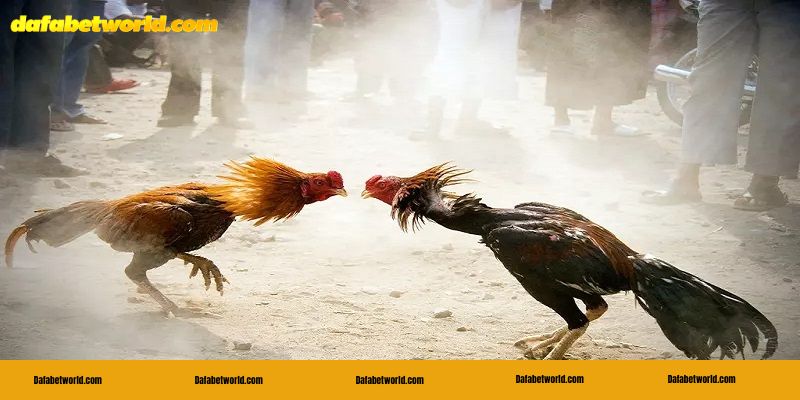 gà đá đòn độc Gà đá đòn độc liên hoàn cước hạ gục đối thủ