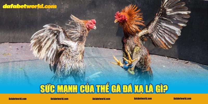 thế gà đá xạ Điểm đặc biệt có thể thấy từ thế gà đá xạ