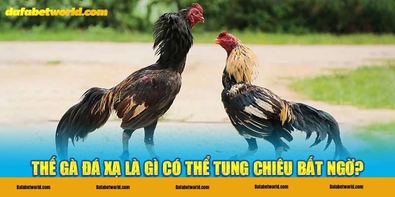 thế gà đá xạ Mẹo nhận dạng chiến kê sở hữu thế gà đá xạ chất lượng